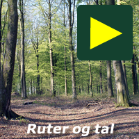 Ruter og tal
